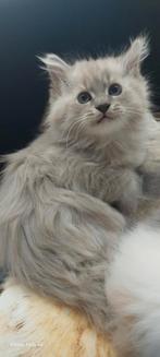 Prachtige Maine Coon kittens 😻😺💞💓🩵, Dieren en Toebehoren, Katten en Kittens | Raskatten | Langhaar, Meerdere dieren, Ontwormd