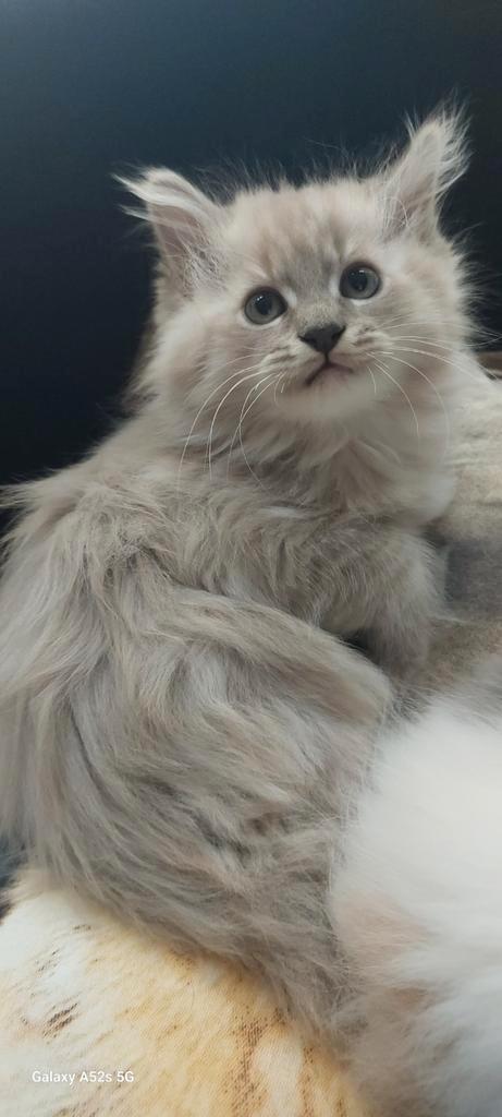 Geweldige Maine Coon kittens 😻😺💝💙🫶, Dieren en Toebehoren, Katten en Kittens | Raskatten | Langhaar, Meerdere dieren, Ontwormd