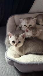 Britse korthaar kittens, Dieren en Toebehoren, Katten en Kittens | Raskatten | Korthaar, Meerdere dieren, Ontwormd