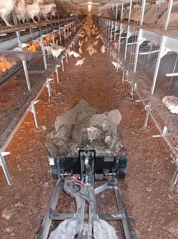 PLUIVEE STALEN UITMESTEN MET MINI-LOADER, Dieren en Toebehoren, Pluimvee, Kip, Mannelijk