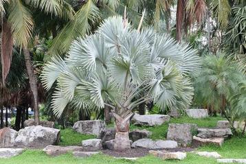 Bismarkia palm zaden palmboom  beschikbaar voor biedingen