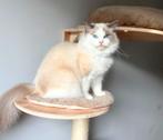 Ragdoll Fok Poes Blue Bicolor, Dieren en Toebehoren, Poes, Gechipt, 0 tot 2 jaar