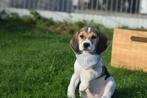 Beagle pups uit nest te kiezen, Dieren en Toebehoren, België, Beagle, 8 tot 15 weken, Meerdere