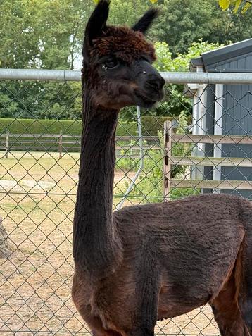 Alpaca hengstje  beschikbaar voor biedingen