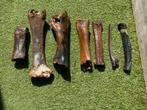 Fossiele botten mammoet wissent enz.. pleistoceen, Verzamelen, Mineralen en Fossielen, Ophalen of Verzenden, Fossiel