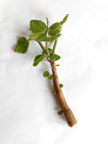 Plectranthus ernstii munt bonsai caudex bijzondere plant beschikbaar voor biedingen