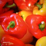 Paprikazaad -, Ophalen of Verzenden