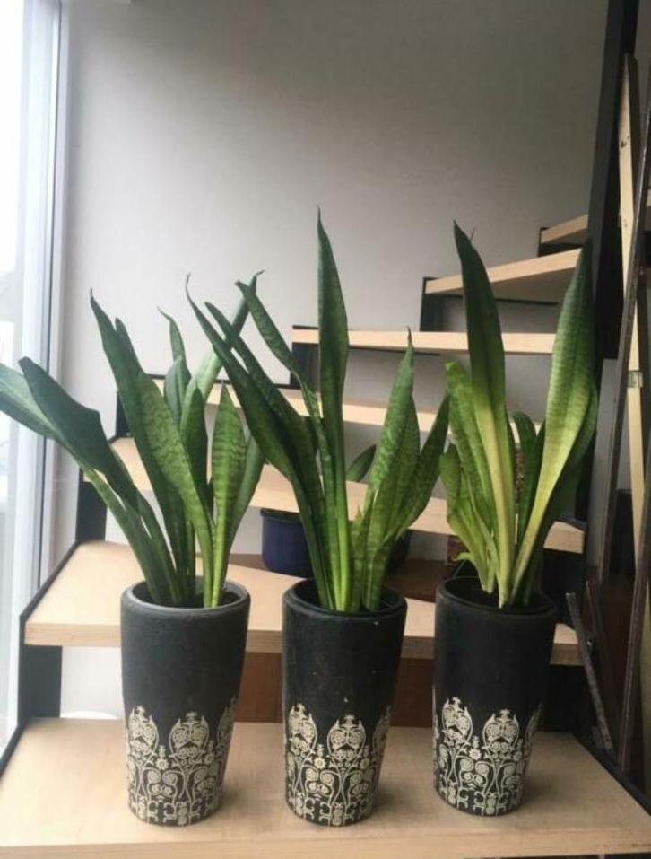 Grote zware terracotta bloempotten 31cm met ornamenten, Tuin en Terras, Bloempotten, Zo goed als nieuw, Terracotta, Binnen, Minder dan 40 cm