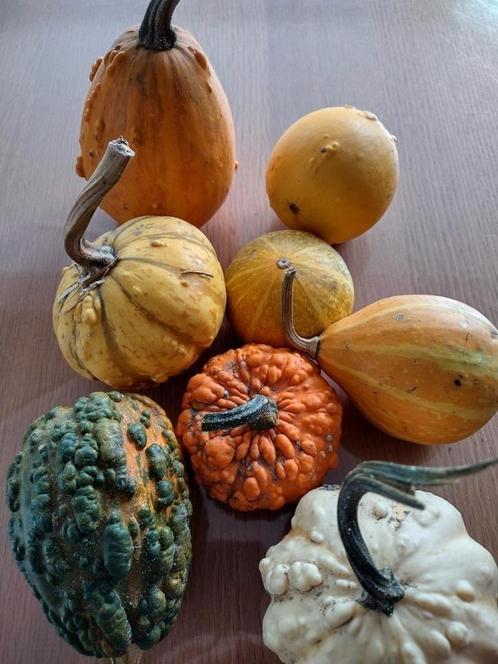 Zaden sierkalebas mix - Cucurbita Pepo, Tuin en Terras, Bloembollen en Zaden, Zaad, Voorjaar, Volle zon, Verzenden