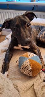Mooie Aanhankelijke Amerik. Stafford/Whippet Pup Ruim 4 mnd, Dieren en Toebehoren, Reu, 8 tot 15 weken, Eén hond, Middel