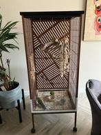 2 Kakariki’s met toebehoren, Meerdere dieren, Parkiet, Geringd