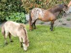 Uniek span merries te koop!!, Dieren en Toebehoren, Niet van toepassing, A pony (tot 1.17m), 3 tot 6 jaar, Recreatiepony