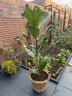 Ficus lyrata, Tuin en Terras, Planten | Bomen, Ophalen of Verzenden, Volle zon, Overige soorten