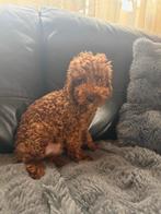 Toy Poedel REU, Dieren en Toebehoren, Poedel, België, Particulier, 15 weken tot 1 jaar