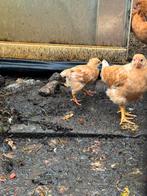 15 kuikens, Dieren en Toebehoren, Pluimvee, Geslacht onbekend, Kip