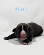 ABKC American Bully XL pup, Dieren en Toebehoren, Overige rassen, CDV (hondenziekte), 8 tot 15 weken, Meerdere