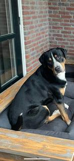 Lieve Zwitserse Sennenhond zoekt nieuw 5* huis!, Dieren en Toebehoren, Rabiës (hondsdolheid), Reu, Sennenhond, 1 tot 2 jaar