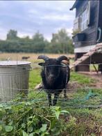 Stamboek ouessant ram, Dieren en Toebehoren, Mannelijk, Schaap