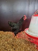 Barnevelder dubbel gezoomd kuiken HAAN, Dieren en Toebehoren, Pluimvee, Mannelijk, Kip