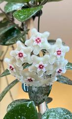 Hoya Mathilde Splash, Ophalen of Verzenden