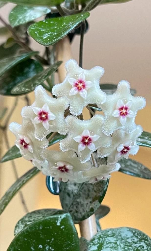Hoya Mathilde Splash, Huis en Inrichting, Kamerplanten, Ophalen of Verzenden