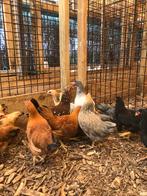 Plymouth rock krielen | Passend advies | kriel kippen, Dieren en Toebehoren, Meerdere dieren, Kip