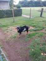 Dwerggeitenbok te huur, Mannelijk, Geit