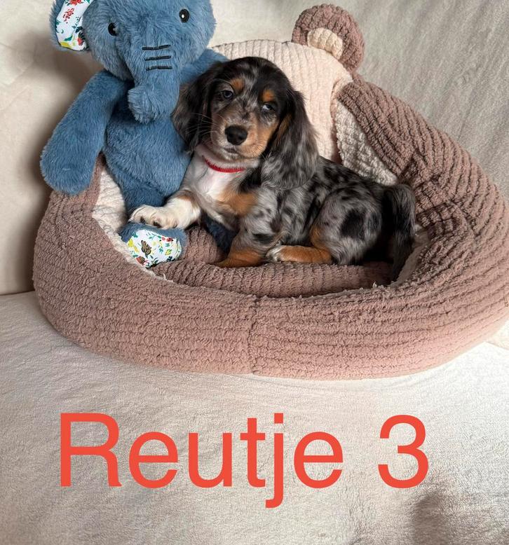 Laatste reutje mag het nestje verlaten, Dieren en Toebehoren, Honden | Teckels en Dashonden, Meerdere dieren, Langhaar, Standaard