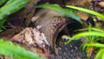 Ancistrus albino en wildkleur 2 tot 4 cm, Dieren en Toebehoren, Vis