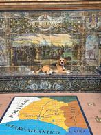 Beagle dekreu aangeboden, prijs op aanvraag, Dieren en Toebehoren, België, Particulier, Rabiës (hondsdolheid), Eén hond