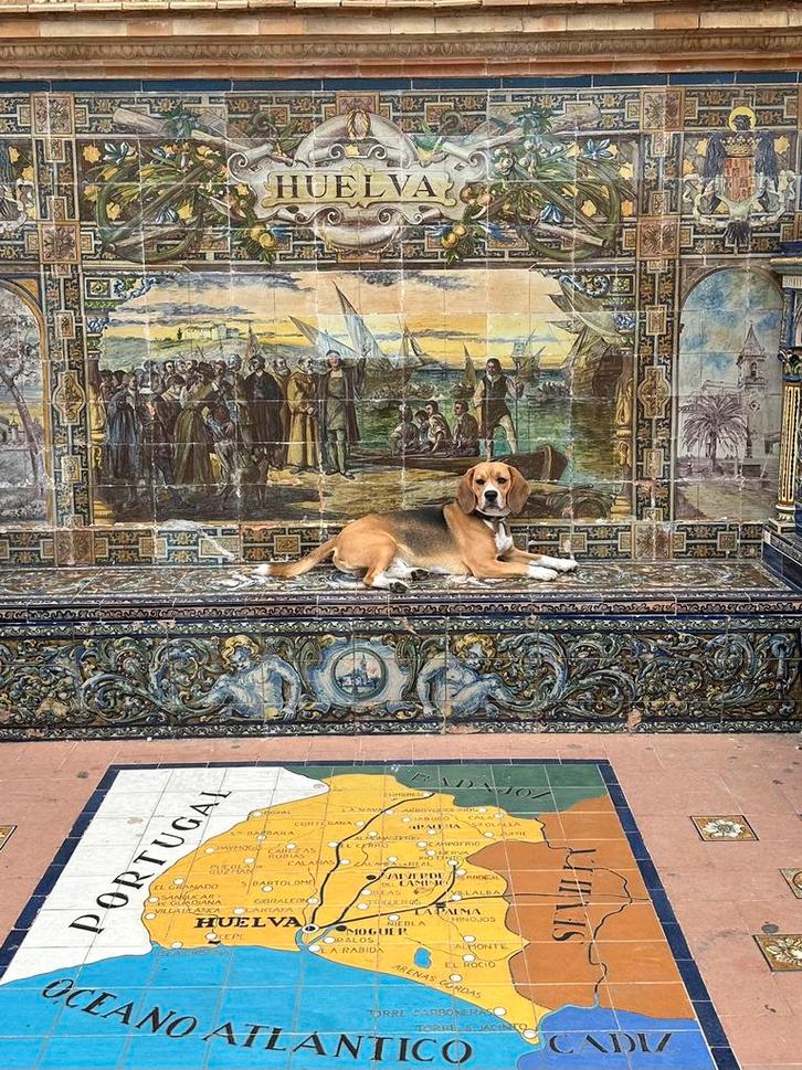 Beagle dekreu aangeboden, prijs op aanvraag, Dieren en Toebehoren, Honden | Retrievers, Spaniëls en Waterhonden, Reu, Overige rassen