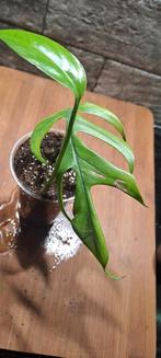 Epipremnum pinnatum, Ophalen of Verzenden, Overige soorten, Minder dan 100 cm