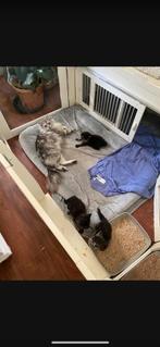 Prachtige degelijke kittenren ruim 5 m omtrek, Dieren en Toebehoren, Katten en Kittens | Overige Katten, Meerdere dieren