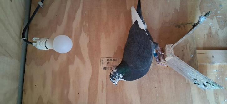 Kleur duiven, Dieren en Toebehoren, Vogels | Duiven, Mannelijk