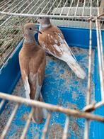 Lachduiven, Meerdere dieren, Overige soorten