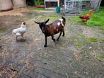 Te koop lieve dweggeit, Dieren en Toebehoren, Schapen, Geiten en Varkens, Vrouwelijk, Geit, 0 tot 2 jaar