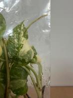 Monstera Thai Constellation TC Planten - 5 stuks, Huis en Inrichting, Kamerplanten, Ophalen of Verzenden
