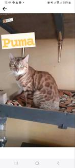 Kater bengaal zoekt gouden mand, Dieren en Toebehoren, Kater, Gechipt