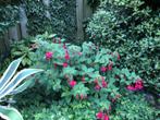 fuchsia, Volle zon, Vaste plant, Zomer, Ophalen