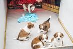 Kooiker 75% x Beagle 25%pups geboren op 25-08-2025  6 stuks, Dieren en Toebehoren, 8 tot 15 weken, Meerdere, Meerdere dieren, Nederland