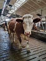 Fleckvieh vaarzen te koop, Vrouwelijk, 0 tot 2 jaar