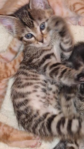 Mooie sociale kittens. beschikbaar voor biedingen