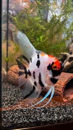 Zoetwater aquariumvissen (borstelneuzen, maanvis, coridora), Vis, Zoetwatervis