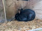 Zwart konijn RAM, Mannelijk, 0 tot 2 jaar, Middelgroot