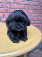 Shipoo pup reutje, Dieren en Toebehoren, CDV (hondenziekte), 8 tot 15 weken, Eén hond, Nederland
