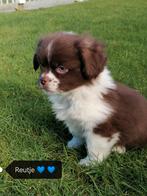 aangeboden super leuke pekingees pups, Dieren en Toebehoren, Overige rassen, 8 tot 15 weken, Parvo, Meerdere