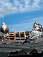 Kroppers , gaditano en postduif met twee jongen!, Dieren en Toebehoren, Vogels | Duiven, Meerdere dieren, Kropper