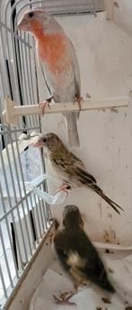 2 roodmus vrouwtjes
groenling