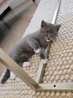 Kitten te koop britse kort haar  €550