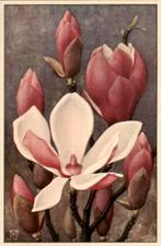 Magnolia, J. Voerman VHK 1935, Verzamelen, Ansichtkaarten | Themakaarten, Verzenden, 1920 tot 1940, Ongelopen, Sterren en Beroemdheden